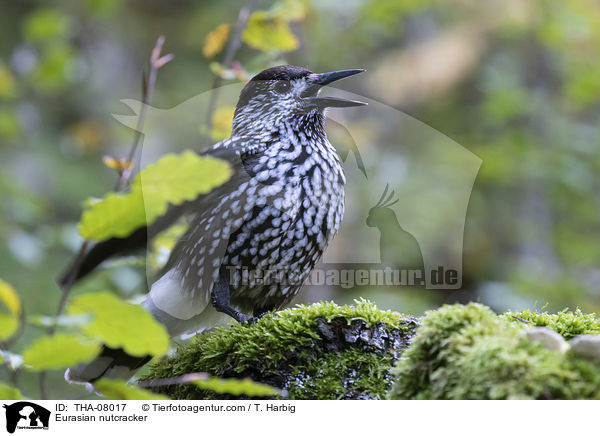 Tannenhher / Eurasian nutcracker / THA-08017