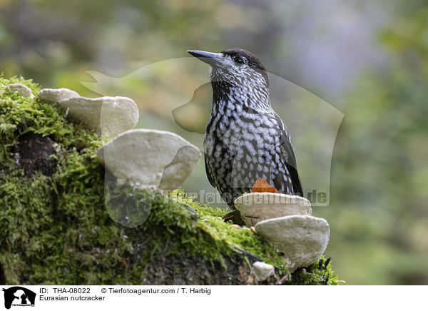 Tannenhher / Eurasian nutcracker / THA-08022
