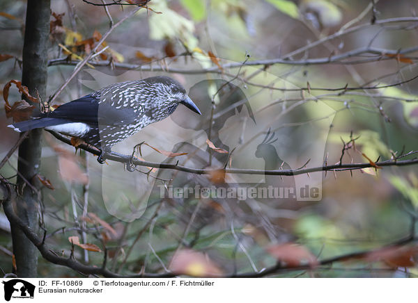 Tannenhher / Eurasian nutcracker / FF-10869