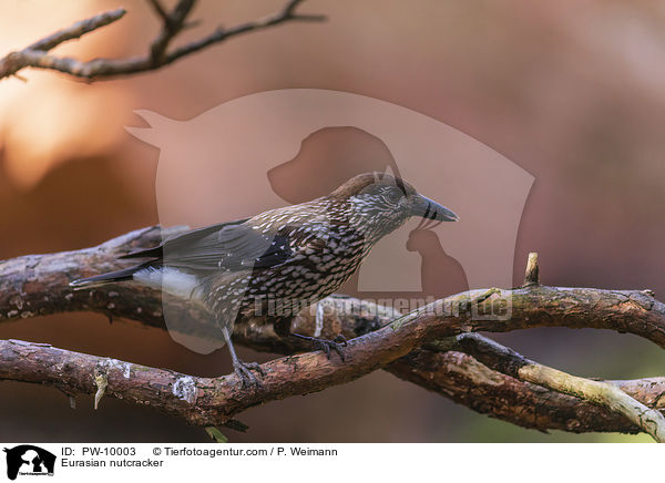 Eurasian nutcracker / PW-10003