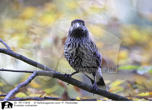 Tannenhher / Eurasian nutcracker / FF-11876