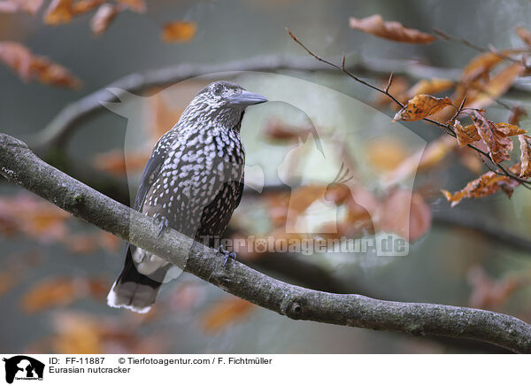 Tannenhher / Eurasian nutcracker / FF-11887