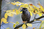Eurasian nutcracker
