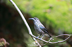 Eurasian nutcracker