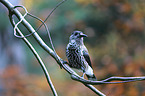 Eurasian nutcracker