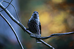 Eurasian nutcracker