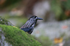 Eurasian nutcracker