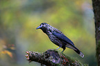 Eurasian nutcracker