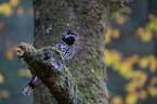 Eurasian nutcracker