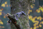 Eurasian nutcracker