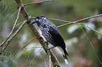 Eurasian nutcracker