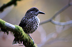 Eurasian nutcracker