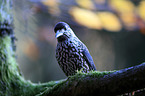 Eurasian nutcracker