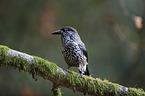 Eurasian nutcracker