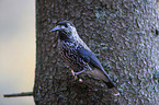 Eurasian nutcracker