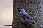 Eurasian nutcracker