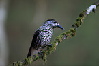 Eurasian nutcracker