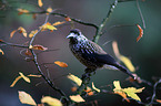 Eurasian nutcracker
