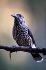 Eurasian nutcracker