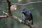 Eurasian nutcracker