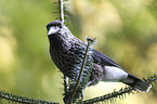 sitting Eurasian Nutcracker