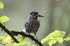 sitting Eurasian Nutcracker