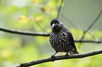 sitting Eurasian Nutcracker