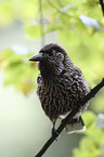 sitting Eurasian Nutcracker