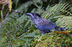 Eurasian nutcracker