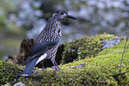 Eurasian nutcracker