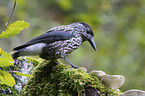Eurasian nutcracker
