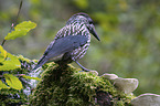 Eurasian nutcracker