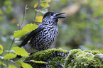 Eurasian nutcracker