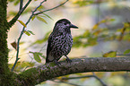 Eurasian nutcracker