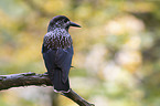 Eurasian nutcracker