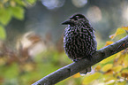 Eurasian nutcracker