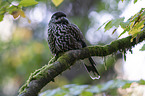 Eurasian nutcracker