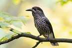 Eurasian nutcracker