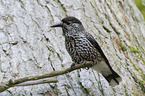 Eurasian nutcracker