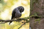 Eurasian nutcracker