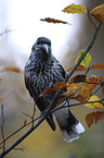 Eurasian nutcracker