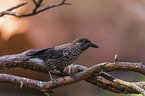 Eurasian nutcracker