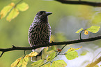 Eurasian nutcracker