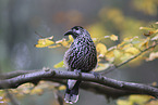 Eurasian nutcracker