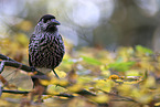 Eurasian nutcracker
