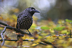 Eurasian nutcracker