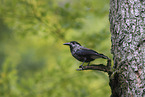 Eurasian nutcracker