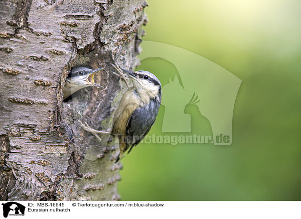 Europischer Kleiber / Eurasian nuthatch / MBS-16645