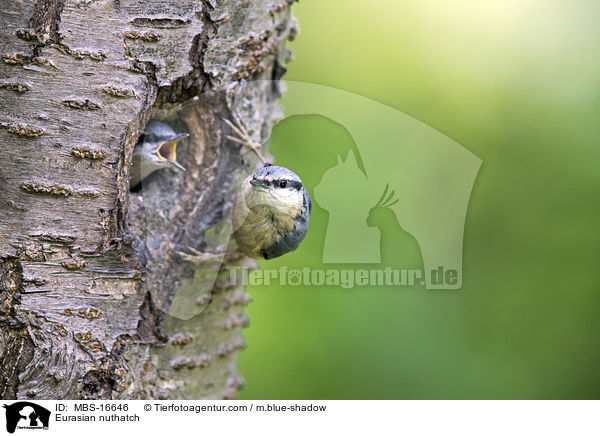Europischer Kleiber / Eurasian nuthatch / MBS-16646