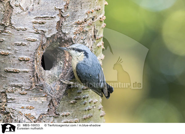 Europischer Kleiber / Eurasian nuthatch / MBS-16653